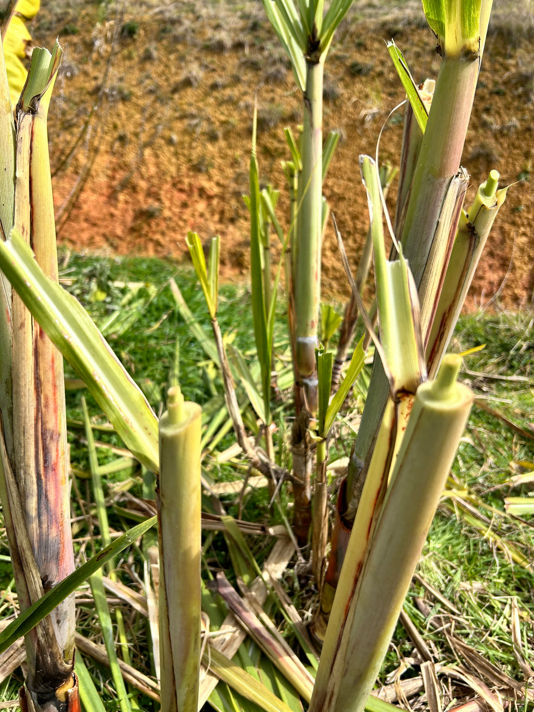 FOOD FOREST SPRING RESET